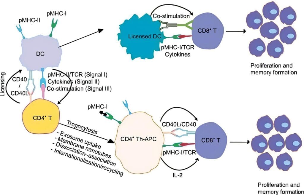 Moléculas CD40 y CD40L (CD154)