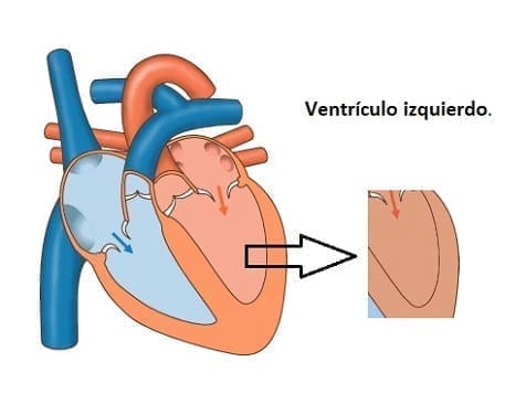 Pruebas funcionales del ventrículo izquierdo