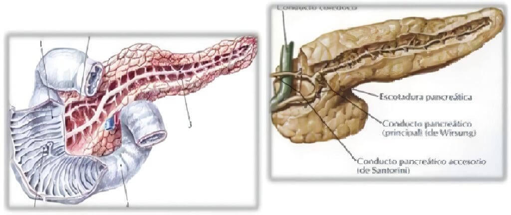 Actualización: Manejo de Pacientes con Pancreatitis
