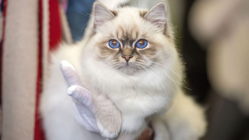 gato birmano