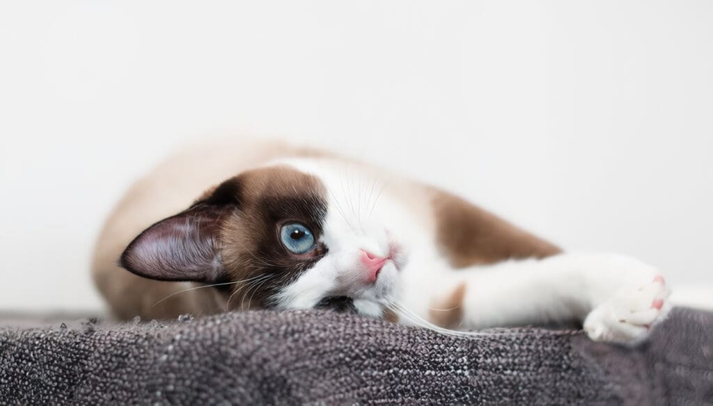 Gato Snowshoes