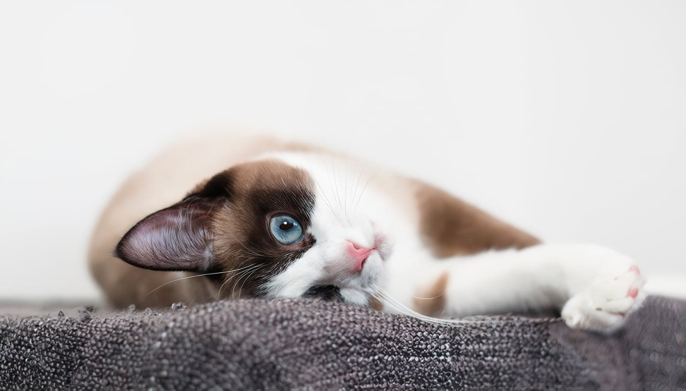 Gato Snowshoe