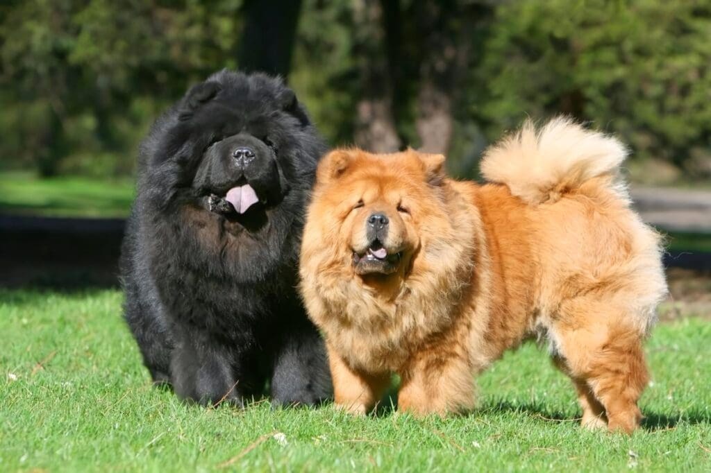 Raza de Perros Chow Chow