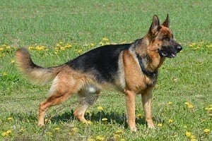 Razas de Perros
