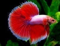Pez Betta