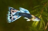 Pez Guppy