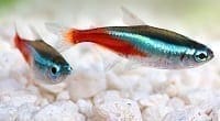 Pez Tetra Neón