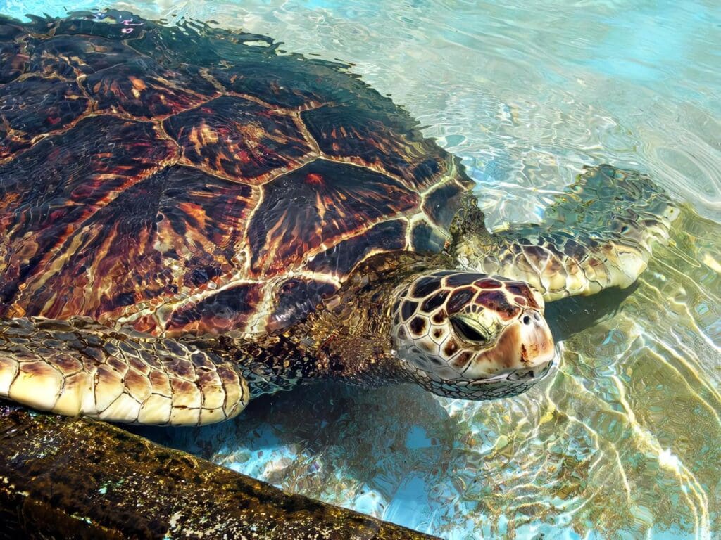 Características de las Tortugas