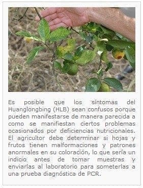 Huanglongbing HLB rama - Enfermedad que Ataca los Cítricos