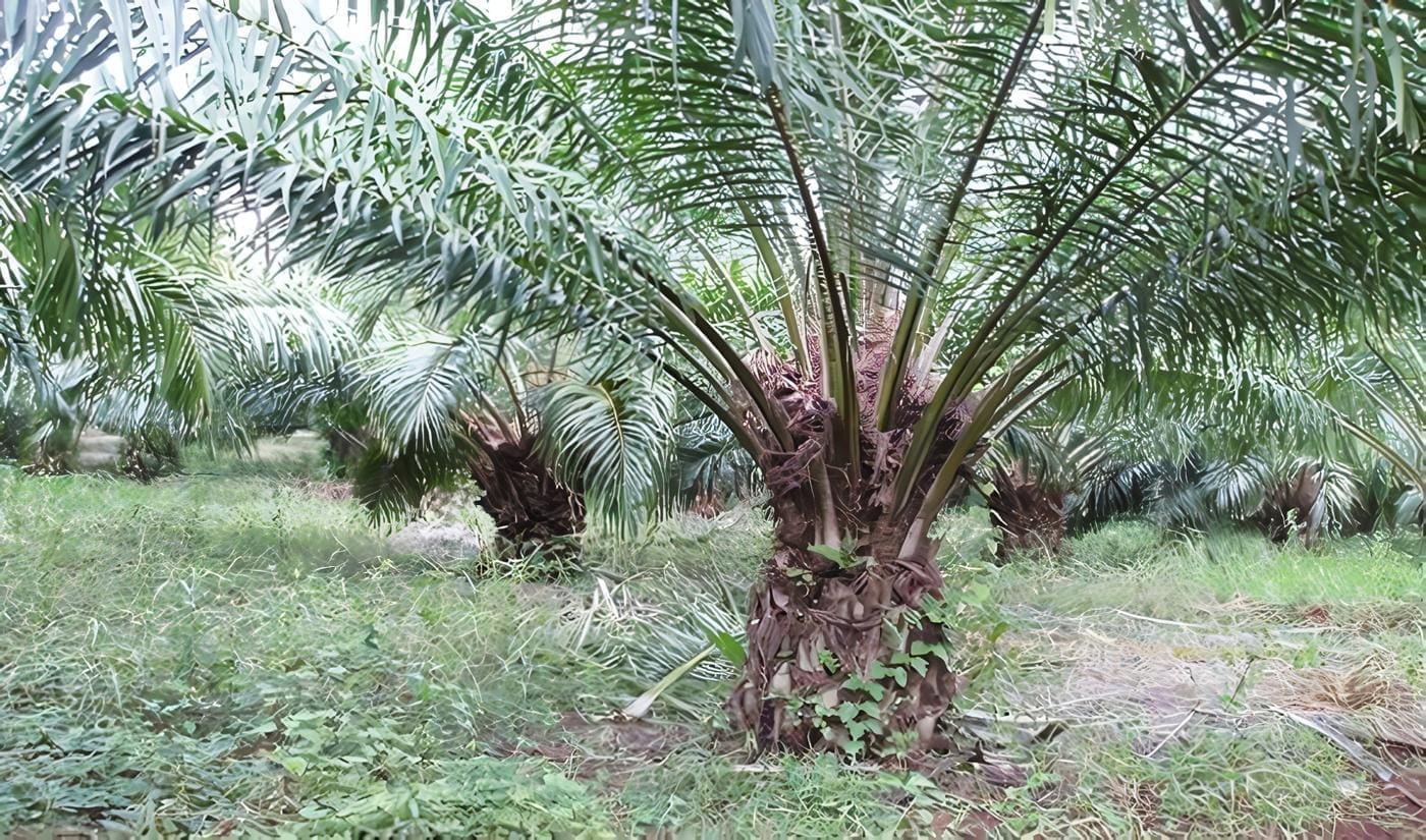 Palma Africana