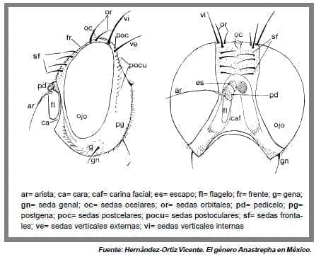 caracteres morfologicos cabeza mosca