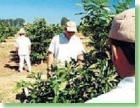 Inspección de huertos comerciales