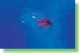 Macho de un Pseudococcus