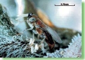 Anagyrus pseudococci, cochinillas harinosas