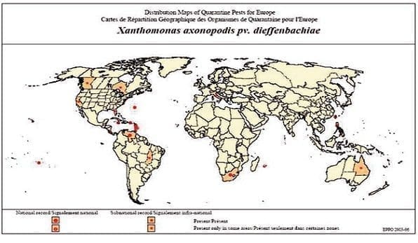 mapa cancer citricos, cochinillas harinosas