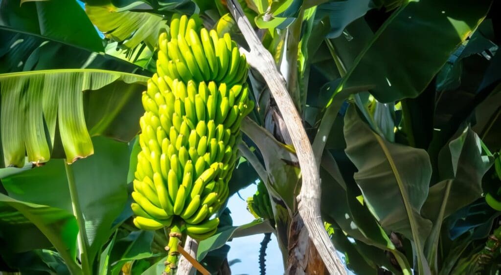 Producción Limpia para un Plátano más Saludable