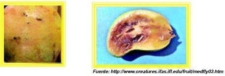 proliferacion de bacterias