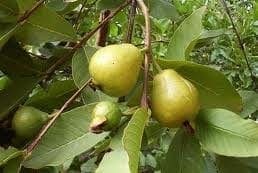 Tallo de la guayaba