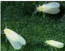 Mosca blanca de la papaya 