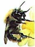 Abeja de la maracuya