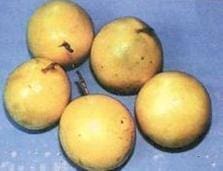 Maracuya Amarillo Maracuya Amarillo