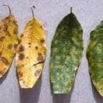 cercospora del mango - Cultivo de Mango