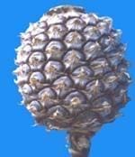 Fruto de la Piña