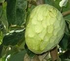 hojas de chirimoya
