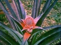 Flor de la piña