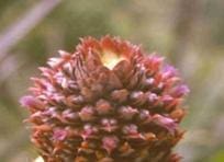 Flor de la piña