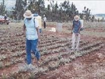 Maleza de la Piña