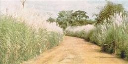 Maleza de la Piña