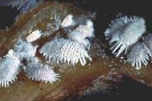Cochinilla harinosa