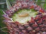 Gusano barrenador de la Piña