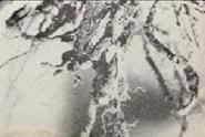 Larva de la mariposa del fruto