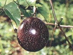 Maracuyá rojo o morado Maracuyá rojo o morado