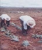 Siembra de la Piña