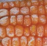 Pudrición Rosada por Fusarium, Gibberella moniliformis Wineland