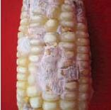 Pudrición Rosada por Fusarium, moniliforme en estados inicial, enfermedades de la mazorca