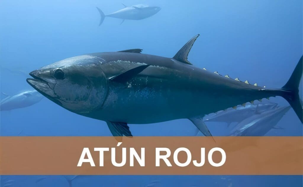 Salvar al Atún Rojo