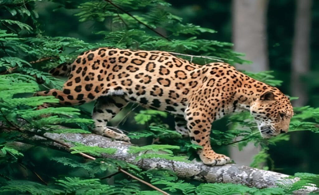 Compromiso para Conservar el Jaguar