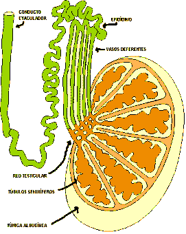 Hipogonadismo
