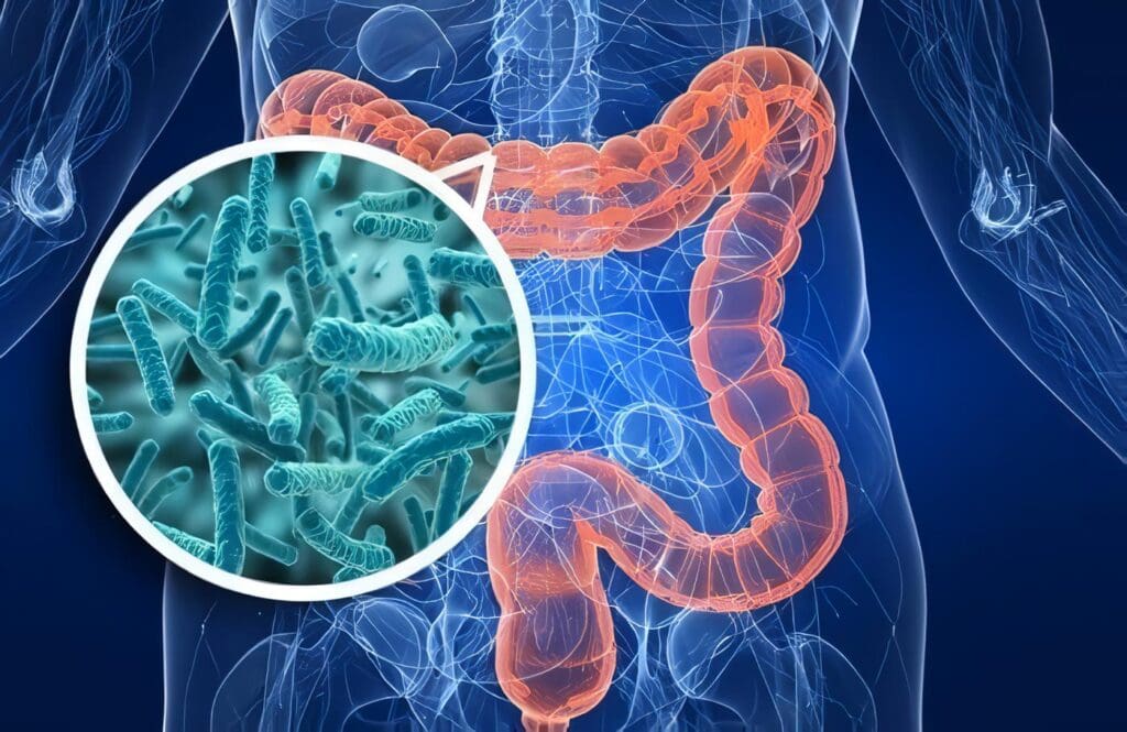 Bacterias Intestinales se Dividen en Tres Tipos Principales