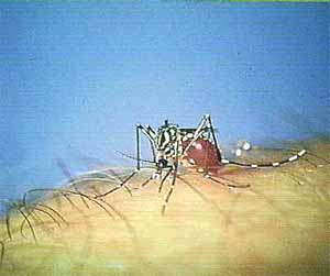 Mosquito Aedes aegypti - Fiebre amarilla