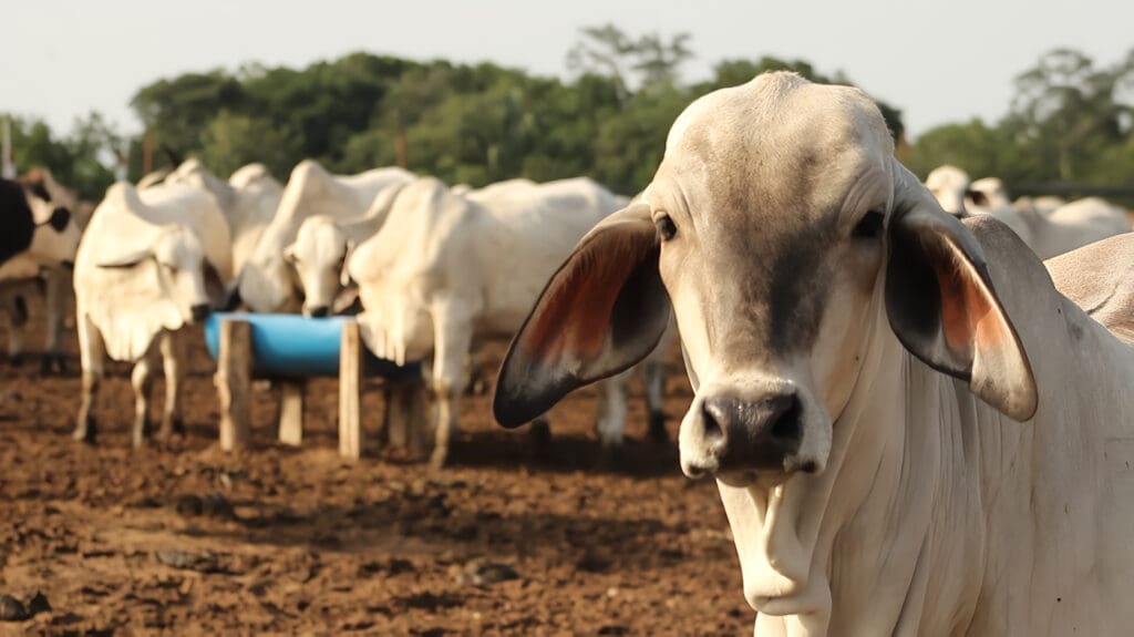 Control sanitario a la movilización de animales