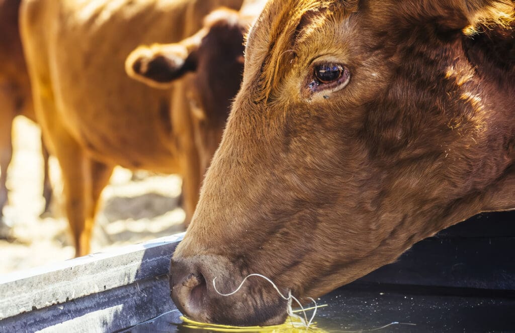 Sistema de identificación, información y trazabilidad animal