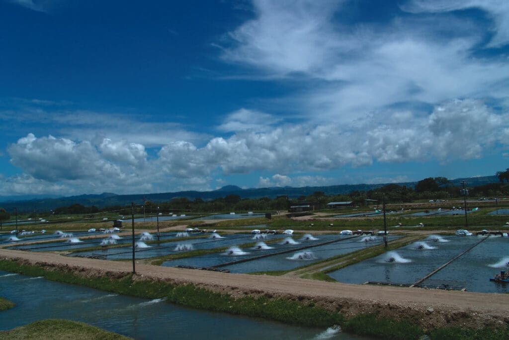 Camarón, tilapia y trucha de exportación