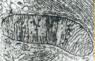 Eva mitocondrial
