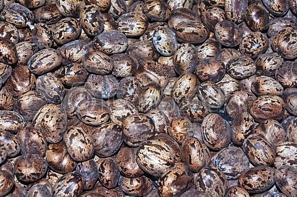 Requisitos para áreas productoras de semilla de caucho