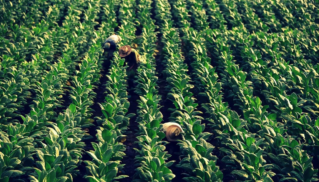 Fortalecer el Cultivo de Tabaco en Colombia
